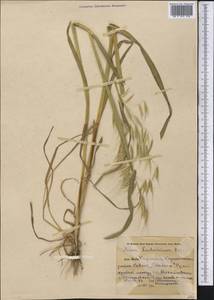 Avena sterilis subsp. ludoviciana (Durieu) Gillet & Magne, Middle Asia, Northern & Central Tian Shan (M4) (Kyrgyzstan)