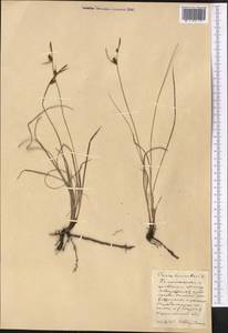 Carex tomentosa L., Middle Asia, Northern & Central Kazakhstan (M10) (Kazakhstan)