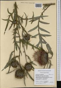 Cirsium ligulare Boiss., Western Europe (EUR) (Bulgaria)