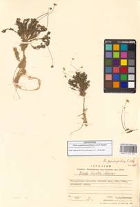 Draba magadanensis Berkut. & A.P.Khokhr., Siberia, Chukotka & Kamchatka (S7) (Russia)
