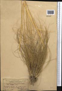 Stipa sareptana A.K.Becker, Middle Asia, Dzungarian Alatau & Tarbagatai (M5) (Kazakhstan)