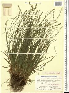 Carex divulsa Stokes, Caucasus, North Ossetia, Ingushetia & Chechnya (K1c) (Russia)