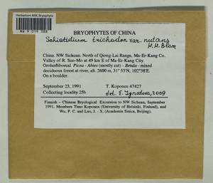 Schistidium trichodon (Brid.) Poelt, Bryophytes, Bryophytes - Asia (outside ex-Soviet states) (BAs) (China)
