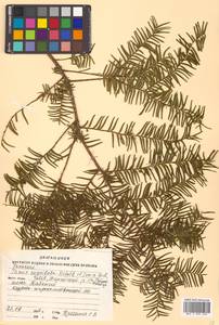 Taxus cuspidata Siebold & Zucc., Siberia, Russian Far East (S6) (Russia)