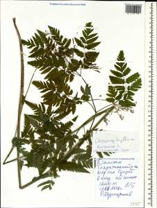 Chaerophyllum aureum L., Caucasus, Dagestan (K2) (Russia)