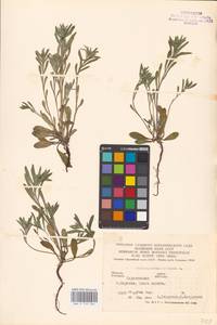 MHA 0 153 564, Buglossoides arvensis, Eastern Europe, Lower Volga region (E9) (Russia)