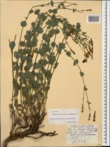 Silene chlorifolia Sm., Caucasus, North Ossetia, Ingushetia & Chechnya (K1c) (Russia)