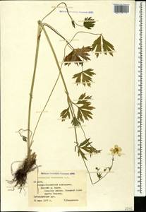 Ranunculus caucasicus M. Bieb., Caucasus, North Ossetia, Ingushetia & Chechnya (K1c) (Russia)