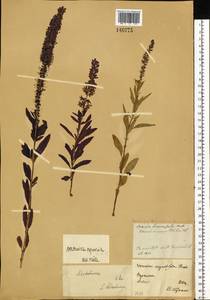 Veronica spuria L., Siberia, Baikal & Transbaikal region (S4) (Russia)