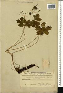 Geranium platypetalum Fisch. & C.A. Mey., Caucasus, Azerbaijan (K6) (Azerbaijan)