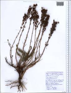 Hypericum lydium Boiss., Caucasus, Black Sea Shore (from Novorossiysk to Adler) (K3) (Russia)