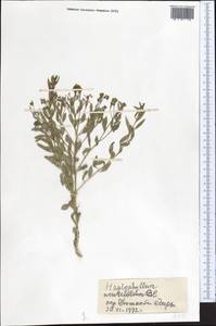 Haplophyllum acutifolium (DC.) G. Don, Middle Asia, Pamir & Pamiro-Alai (M2) (Tajikistan)