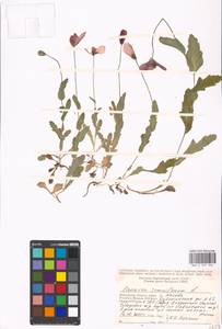 Papaver somniferum L., Eastern Europe, Moscow region (E4a) (Russia)