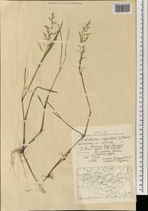 Catabrosa aquatica (L.) P.Beauv., Mongolia (MONG) (Mongolia)