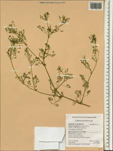 Fumaria parviflora Lam., South Asia, South Asia (Asia outside ex-Soviet states and Mongolia) (ASIA) (Cyprus)