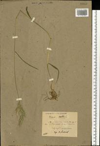 Bromus hordeaceus L., Eastern Europe, Belarus (E3a) (Belarus)