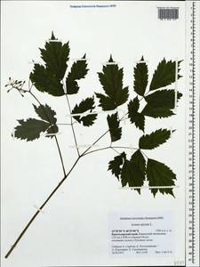 Actaea spicata L., Caucasus, Krasnodar Krai & Adygea (K1a) (Russia)