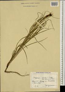 Tragopogon coloratus C. A. Mey., Caucasus, Armenia (K5) (Armenia)