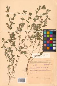 Kummerowia striata (Thunb.) Schindl., Siberia, Russian Far East (S6) (Russia)