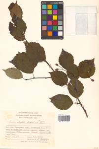 Sorbus alnifolia (Siebold & Zucc.) K. Koch, Siberia, Russian Far East (S6) (Russia)