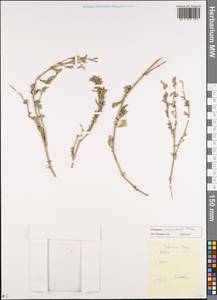 Polygonum arenastrum Boreau, Siberia, Altai & Sayany Mountains (S2) (Russia)