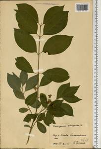 Euonymus europaeus L., Eastern Europe, North Ukrainian region (E11) (Ukraine)