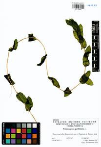 Potamogeton perfoliatus L., Siberia, Baikal & Transbaikal region (S4) (Russia)