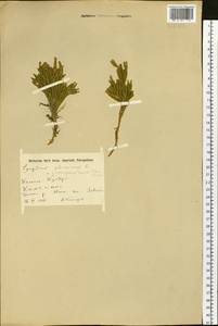 Dendrolycopodium juniperoideum (Sw.) A. Haines, Siberia, Chukotka & Kamchatka (S7) (Russia)
