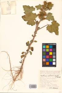 Xanthium orientale var. albinum (Widder) Adema & M. T. Jansen, Eastern Europe, Lower Volga region (E9) (Russia)