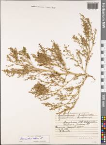 Amaranthus albus L., Eastern Europe, Middle Volga region (E8) (Russia)
