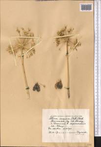Allium caspium (Pall.) M.Bieb., Middle Asia, Caspian Ustyurt & Northern Aralia (M8) (Kazakhstan)