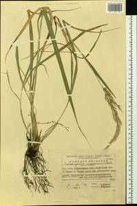 Calamagrostis arundinacea (L.) Roth, Eastern Europe, Eastern region (E10) (Russia)