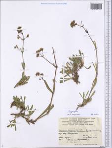 Gypsophila, Middle Asia, Pamir & Pamiro-Alai (M2) (Tajikistan)