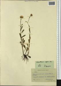 Leucanthemum vulgare Lam., Siberia, Russian Far East (S6) (Russia)