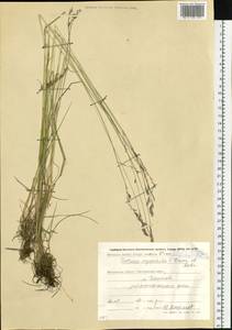 Festuca richardsonii Hook., Siberia, Chukotka & Kamchatka (S7) (Russia)