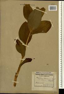 Veratrum lobelianum Bernh., Caucasus, Armenia (K5) (Armenia)