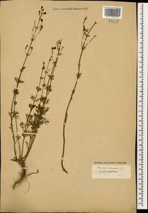 Teucrium orientale L., Caucasus (no precise locality) (K0)