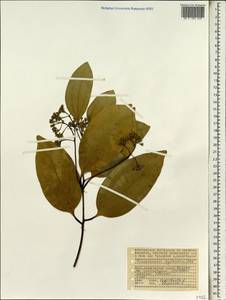 Cinnamomum verum J. S. Presl, Africa (AFR) (Seychelles)