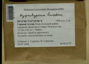 Hygrohypnum luridum (Hedw.) Jenn., Bryophytes, Bryophytes - Western Siberia (including Altai) (B15) (Russia)