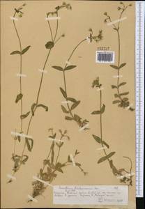 Cerastium pauciflorum Stev. ex Ser., Middle Asia, Northern & Central Tian Shan (M4) (Kazakhstan)
