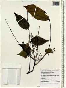 Ailanthus integrifolia, South Asia, South Asia (Asia outside ex-Soviet states and Mongolia) (ASIA) (Vietnam)