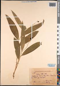Maianthemum trifolium (L.) Sloboda, Siberia, Russian Far East (S6) (Russia)