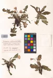 Taraxacum serotinum (Waldst. & Kit.) Poir., Eastern Europe, Rostov Oblast (E12a) (Russia)