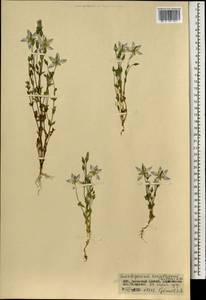 Lomatogonium carinthiacum (Wulfen) Reichenb., Mongolia (MONG) (Mongolia)