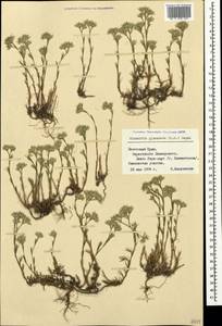 Minuartia glomerata (M. Bieb.) Degen, Crimea (KRYM) (Russia)