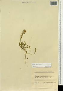 Eruca vesicaria subsp. sativa (Mill.) Thell., South Asia, South Asia (Asia outside ex-Soviet states and Mongolia) (ASIA) (Iran)