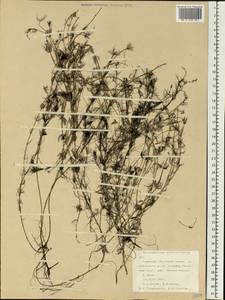 Myriophyllum alterniflorum DC., Eastern Europe, Northern region (E1) (Russia)