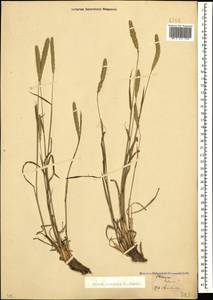 Phleum phleoides (L.) H.Karst., Caucasus, Georgia (K4) (Georgia)