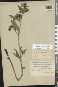 Symphytum tanaicense Steven, Eastern Europe, Middle Volga region (E8) (Russia)
