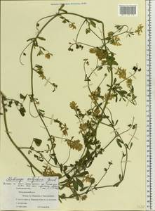 Medicago polychroa Grossh., Eastern Europe, Central forest-and-steppe region (E6) (Russia)